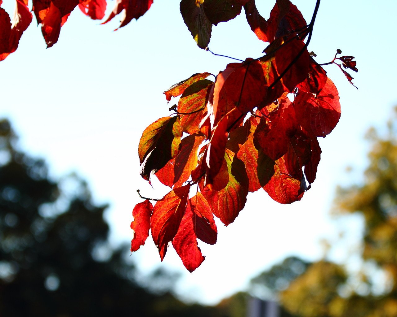 fall leaves