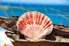 Shell on Pakiri beach (non-polarized)