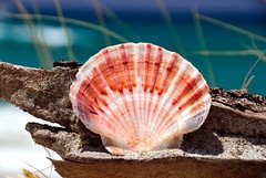 Shell on Pakiri beach (polarized)