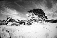 Pakiri Beach in B&amp;W