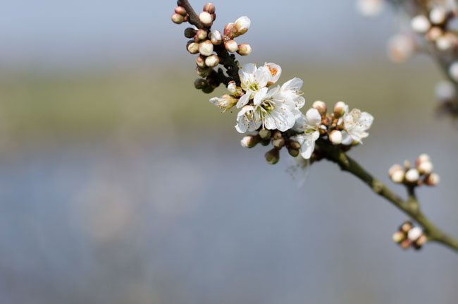 stem with flowers in sharp focus, background completely blurred