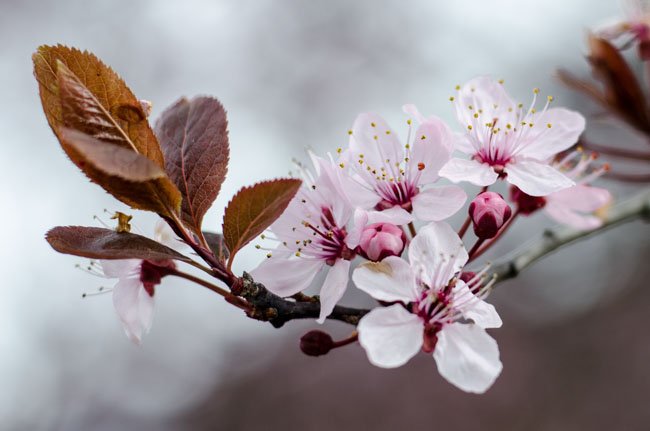 flowers with background a similar colour to the leaves