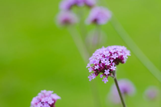 flowers with uniform green background