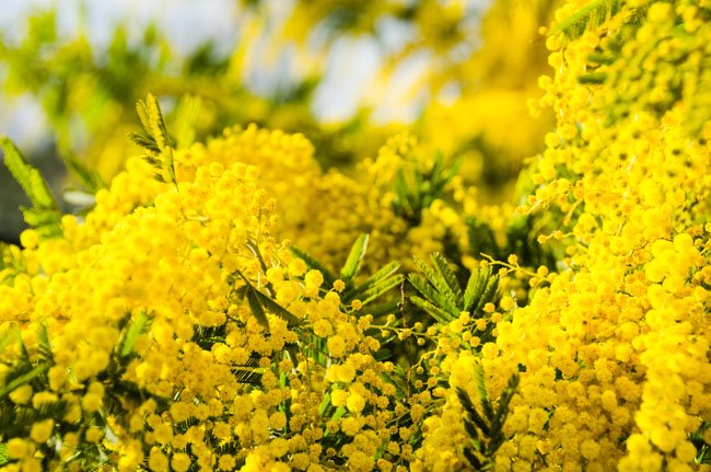 Picture almost entirely filled with yellow flowers