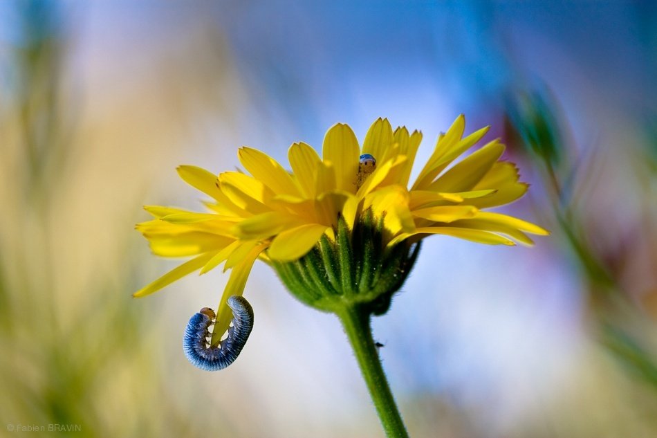 Yellow flower with blue caterpillars