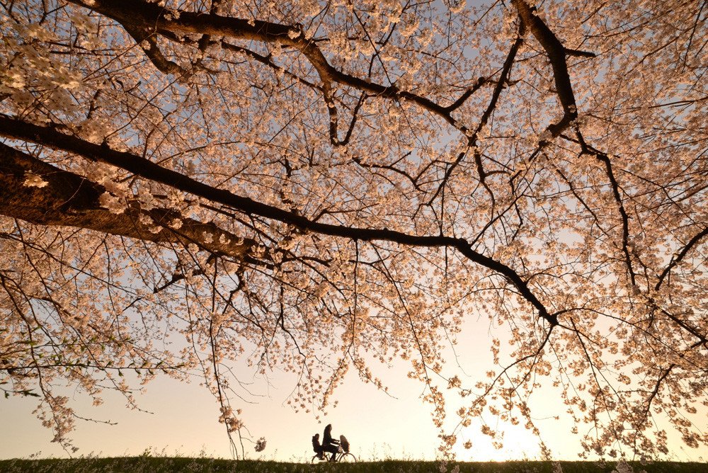 tree branch with flowers highlights cyclist at bottom of image